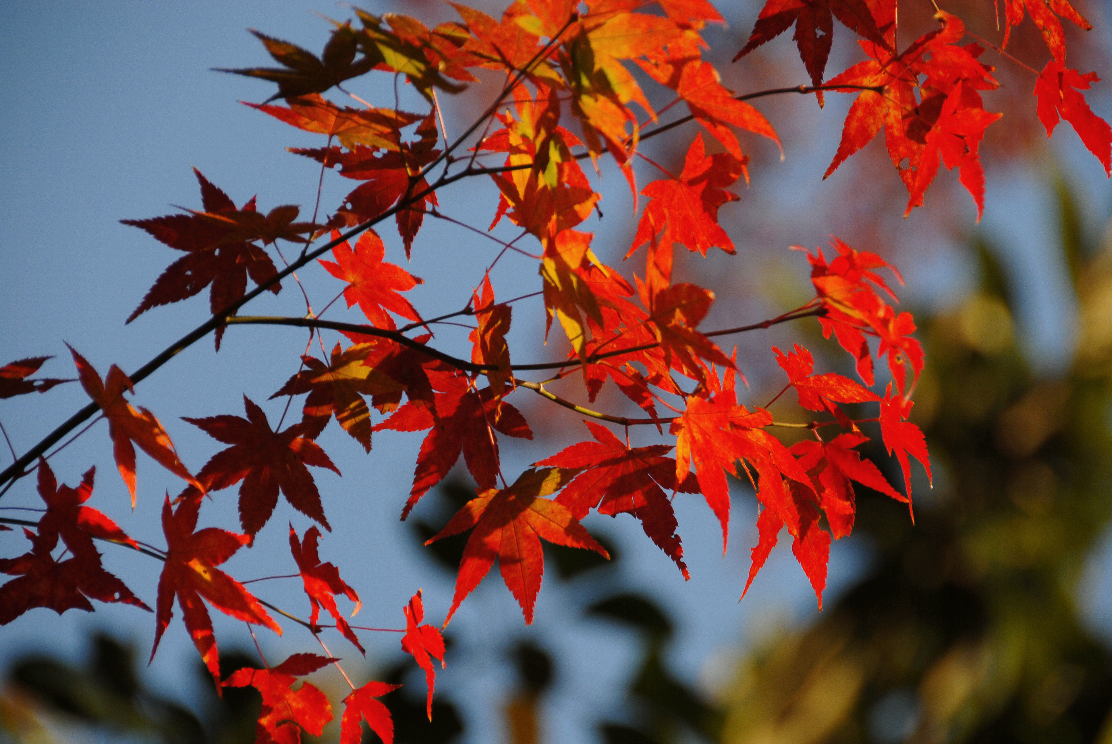 Jikishian kyoto autumn leaves https://www.flickr.com/photos/23713037@N07/
