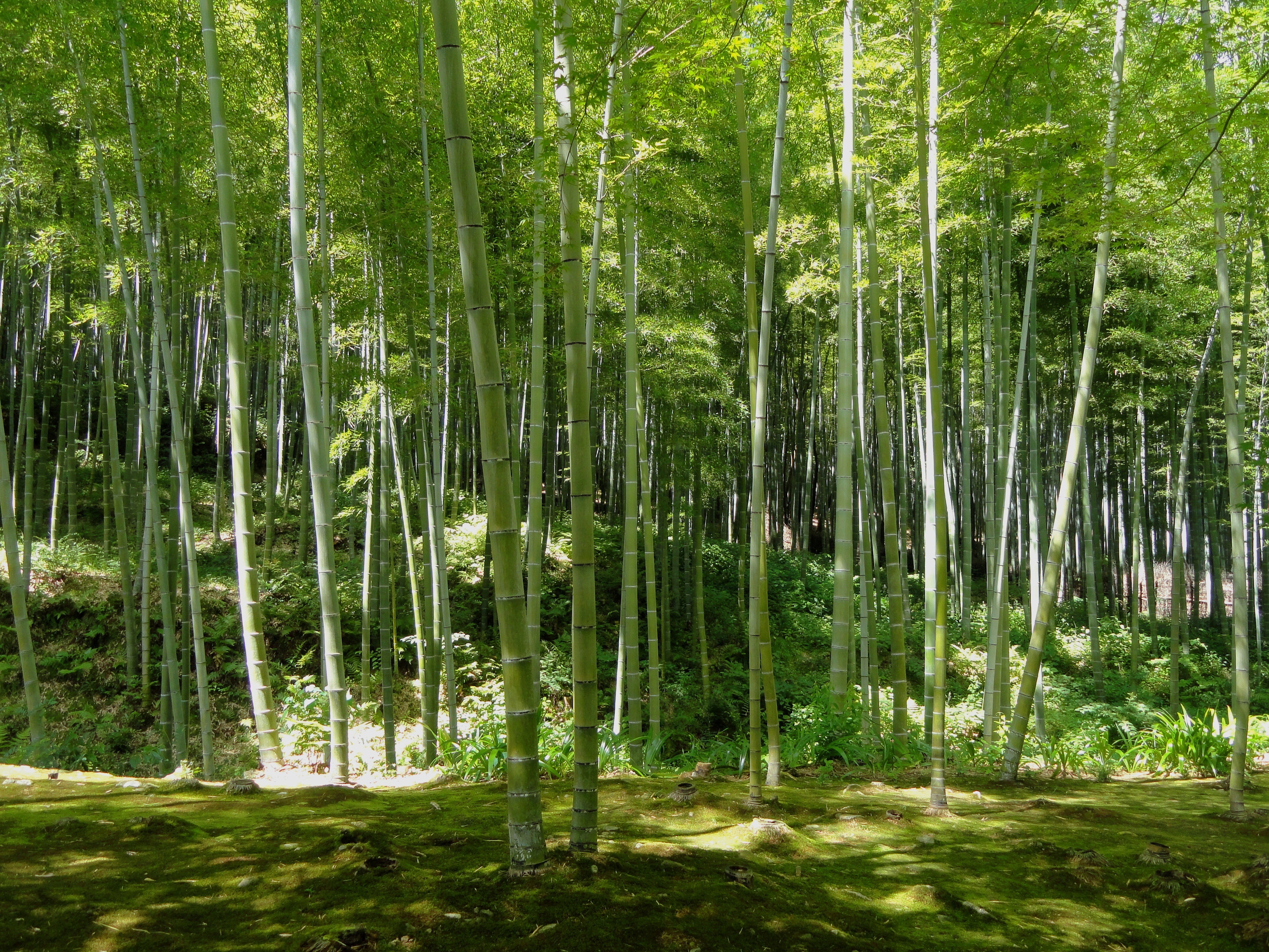 Bamboo Forest
kyoto_japan_bamboo