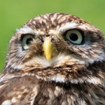 owl_bird_animal